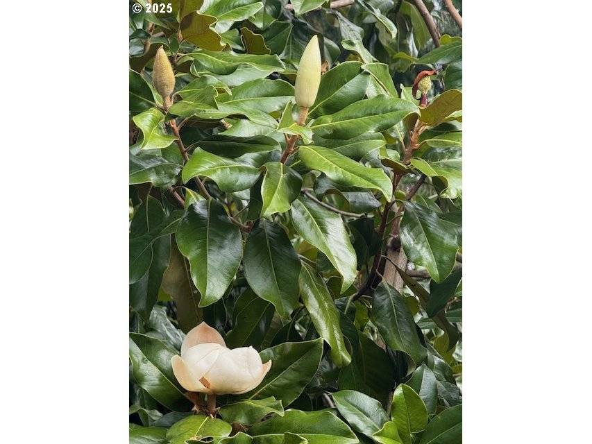 Tigard, OR 97224,15240 SW 100TH AVE