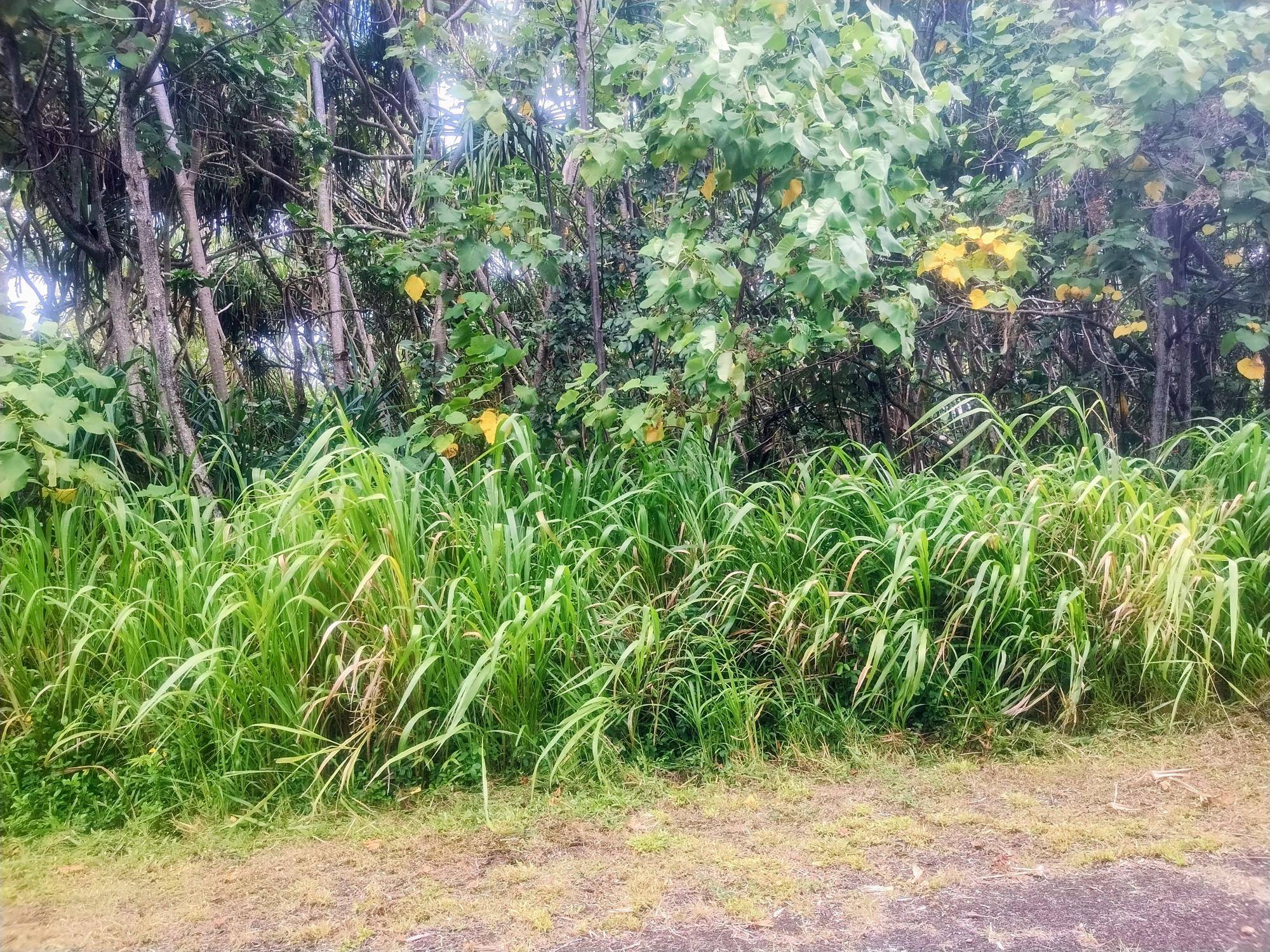 Pahoa, HI 96778,KOAEKEA ST