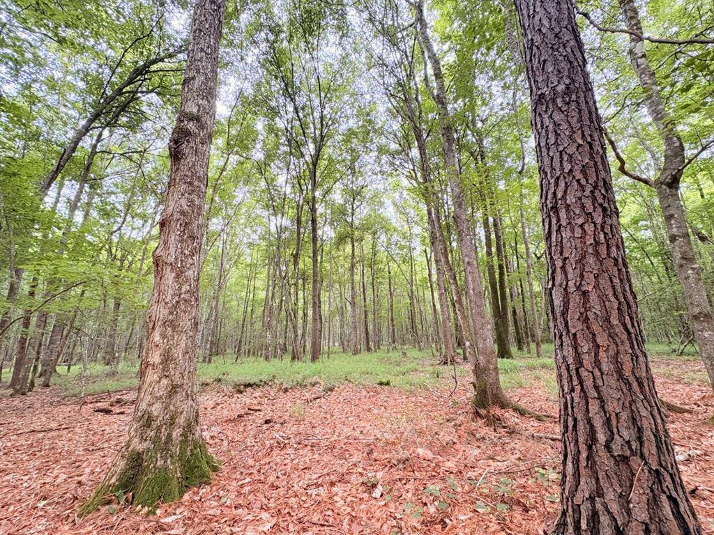 Jasper, TX 75951,TBD Hwy 190