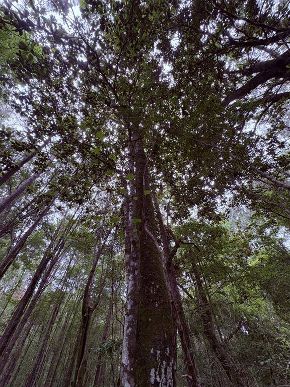 Jasper, TX 75951,TBD Hwy 190