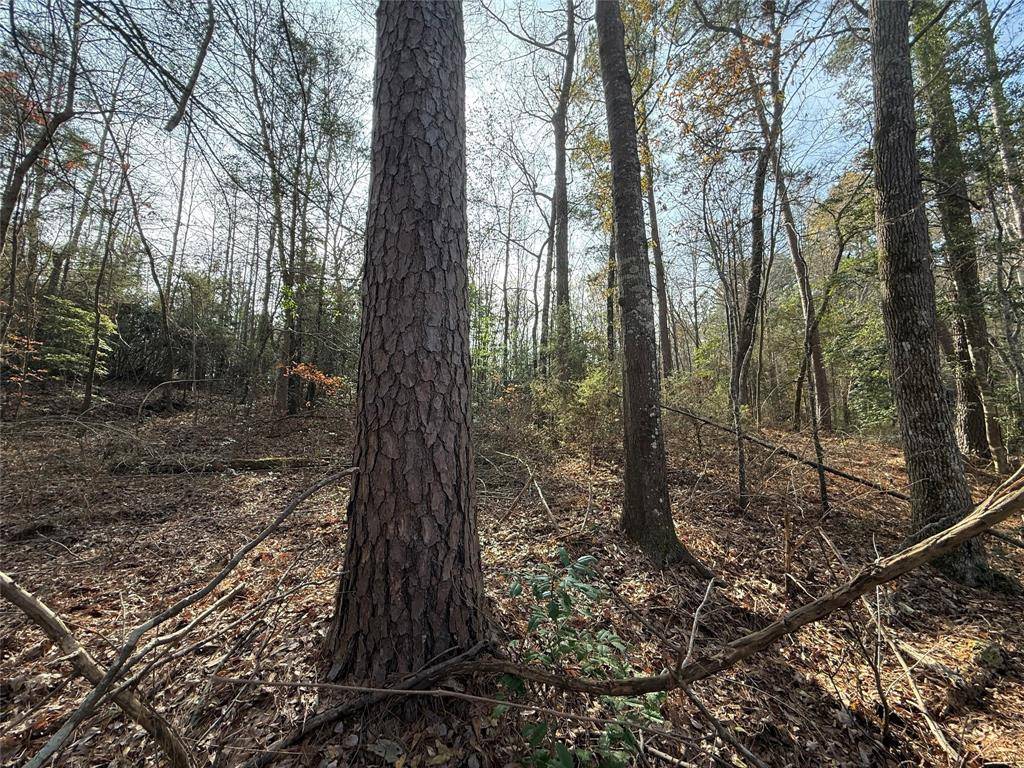 Marietta, TX 75566,TBD CR 2733