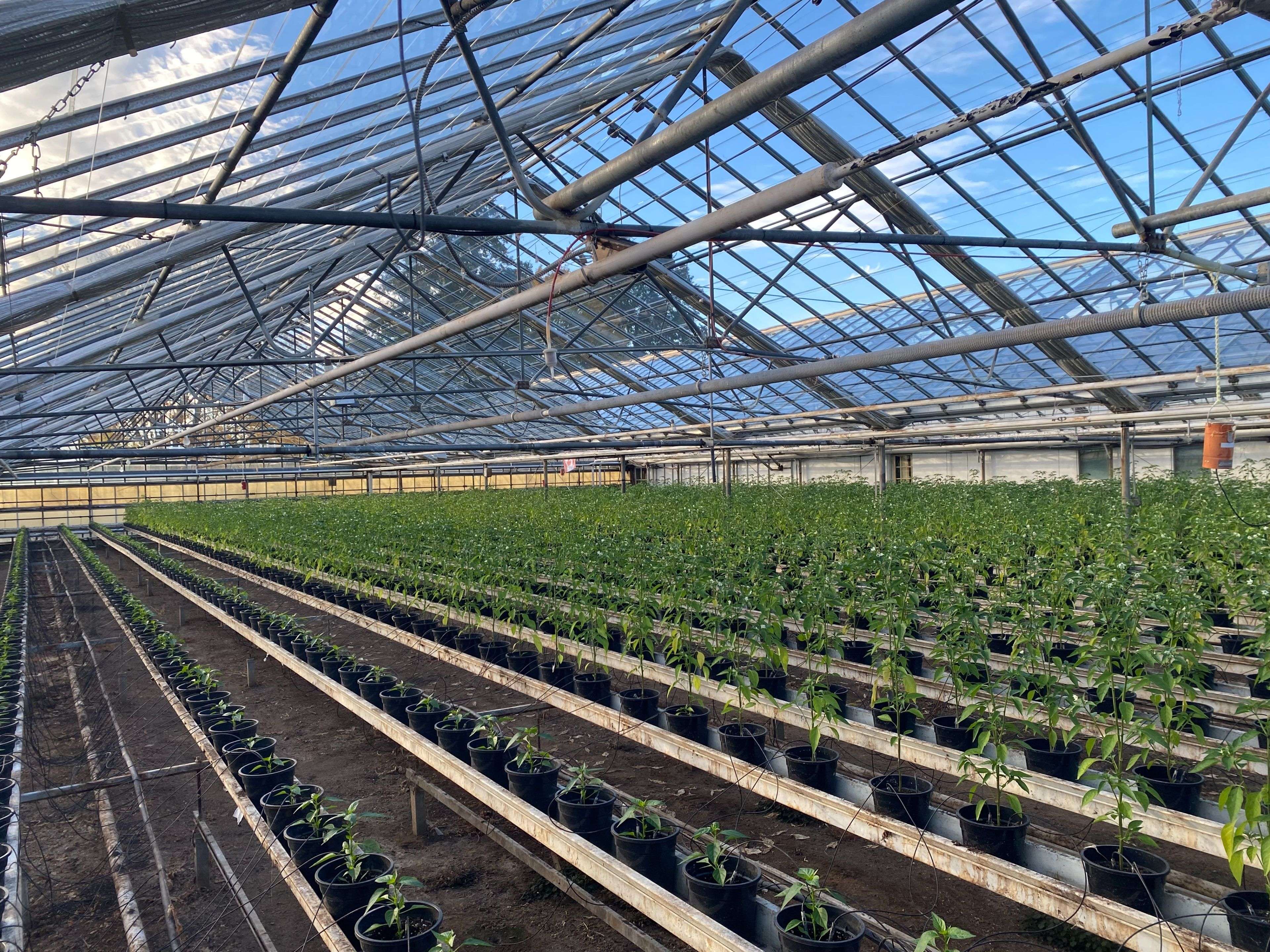 Lincoln, ON L0R 1B3,5220-5226 Greenlane RD