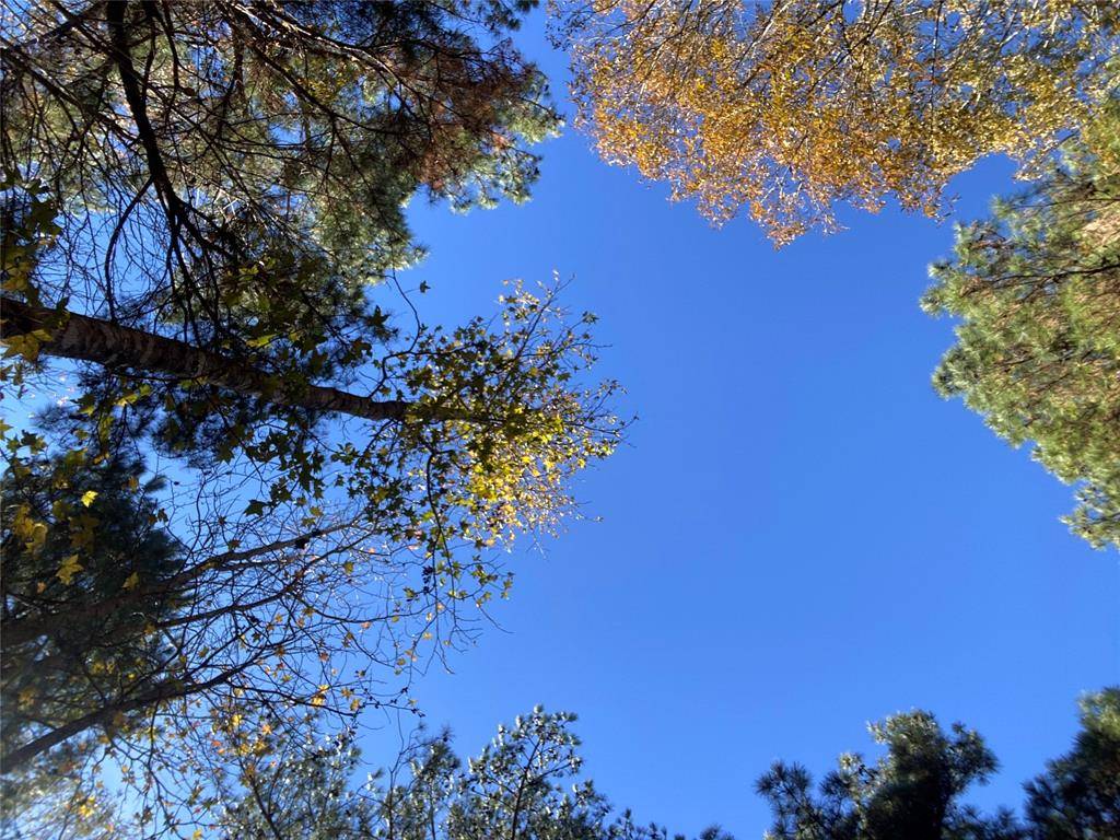 Ben Wheeler, TX 75754,44.2 Acres State Hwy 64