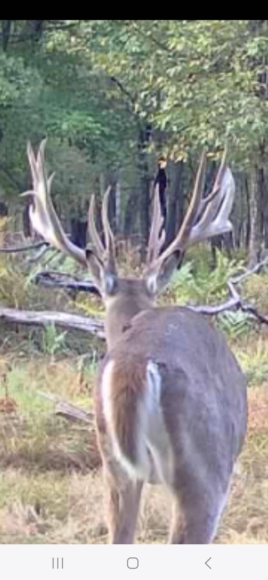 Bitely, MI 49309,9283 Willow RD