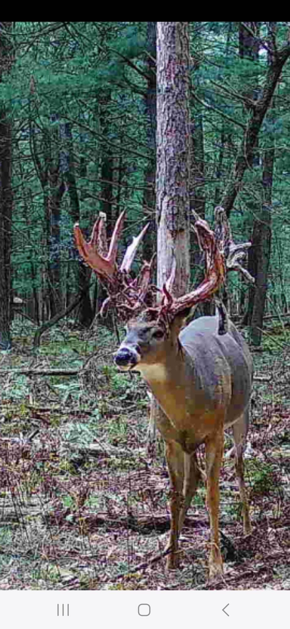 Bitely, MI 49309,9283 Willow RD