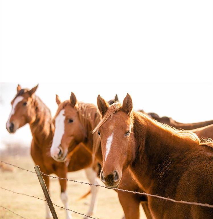 Kemp, TX 75143,15181 County Road 4058