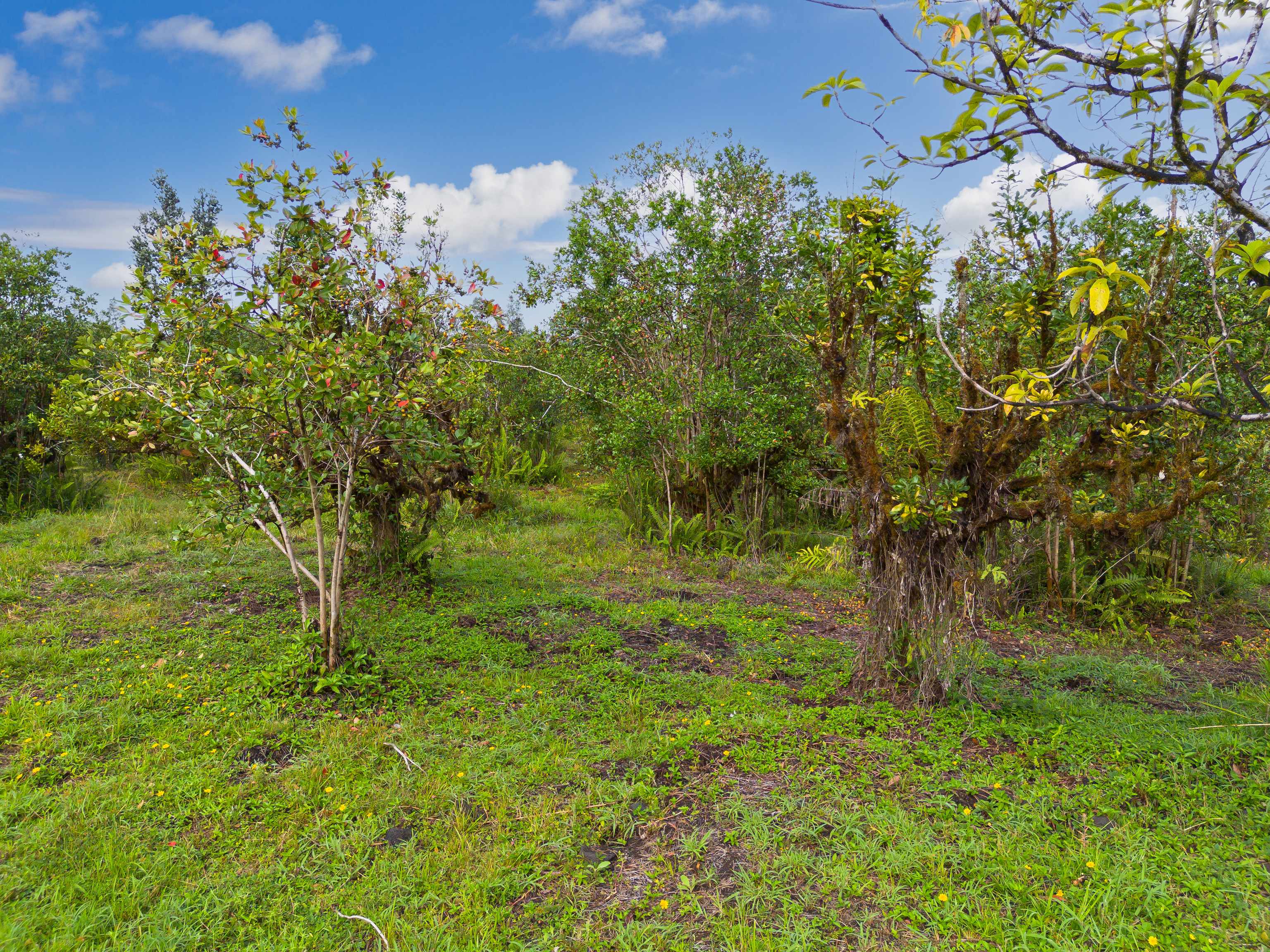 Mountain View, HI 96771,LEHUA ST