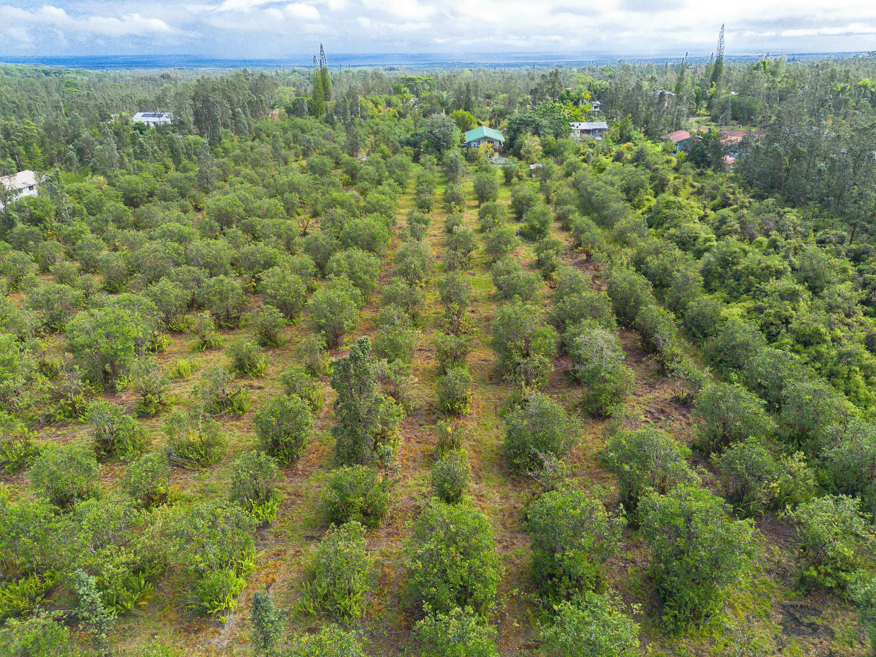 Mountain View, HI 96771,11-3619 LEHUA ST