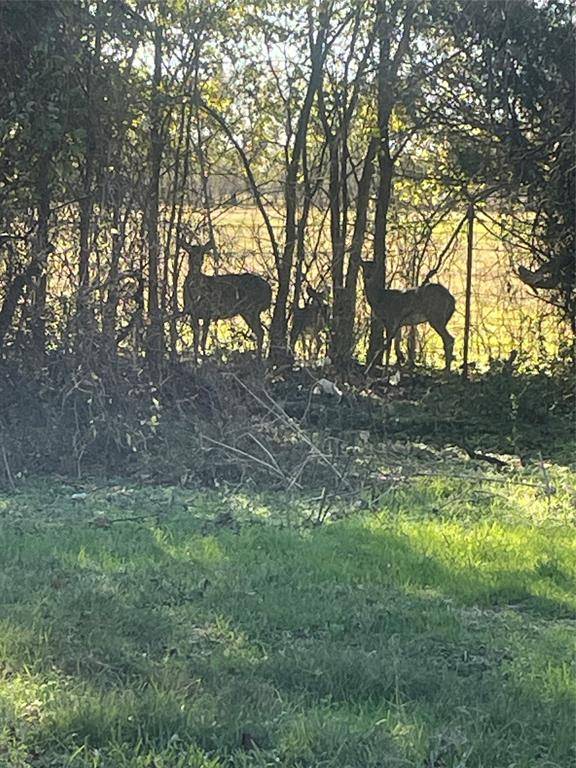 Powell, TX 75153,3373 CR 0160 Road