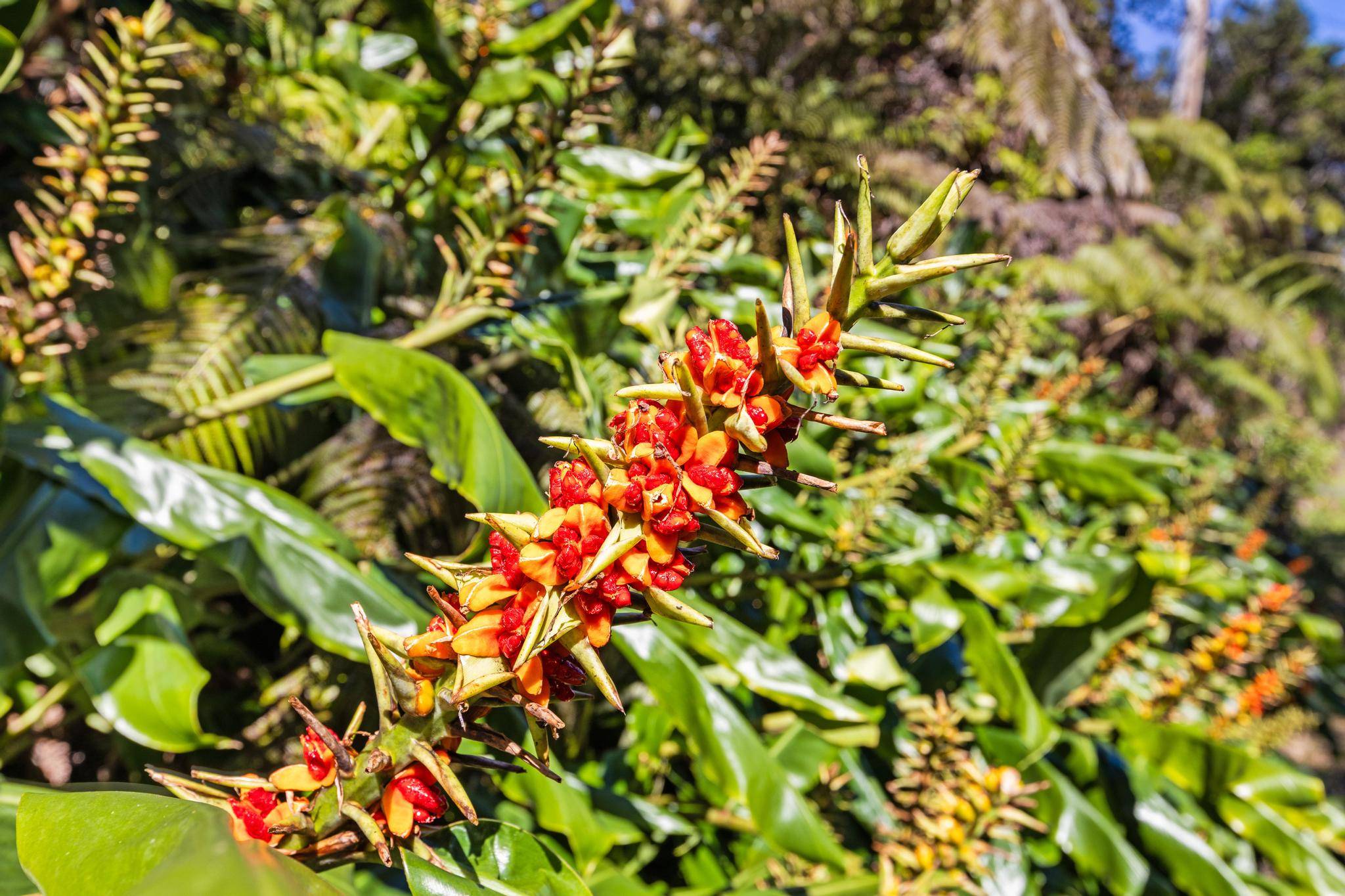 KILINOE ST, Volcano, HI 96785