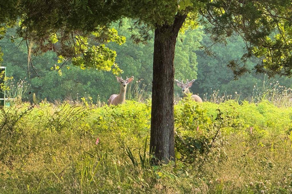 Pilot Point, TX 76258,9213 Scenic Drive