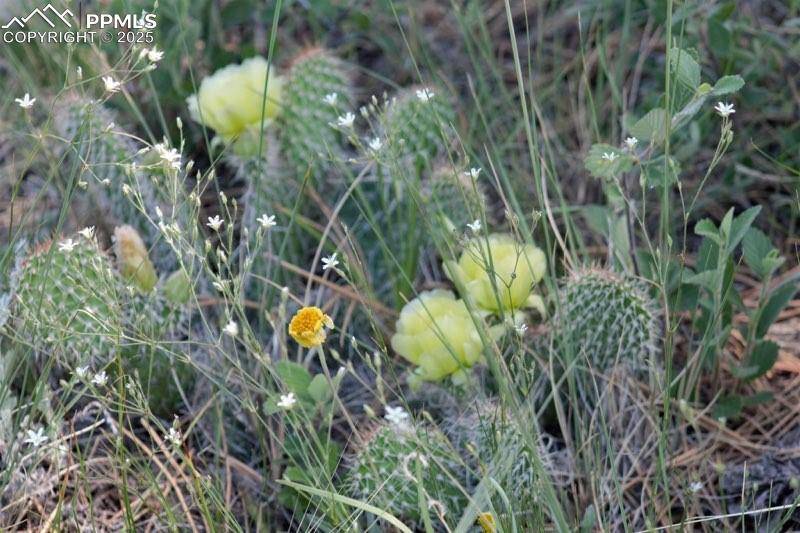 Calhan, CO 80808,Tract 7 Mcclelland RD