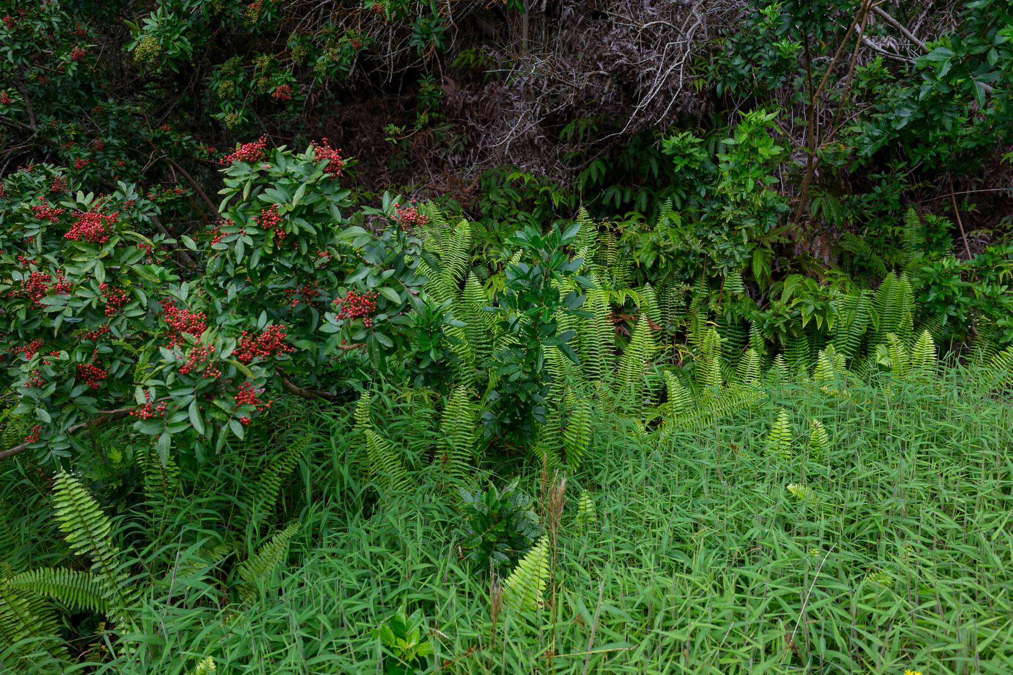 Naalehu, HI 96772,95-3970 HALEMAUNA ROAD