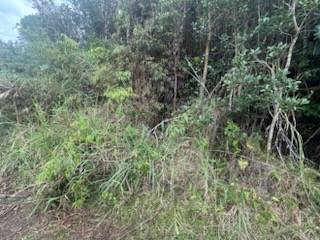 Mountain View, HI 96771