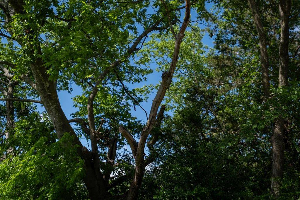 Terrell, TX 75160,108 Williams Street