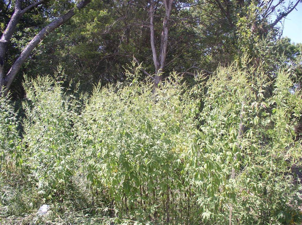 Dallas, TX 75241,2343/2347 Fatima Avenue