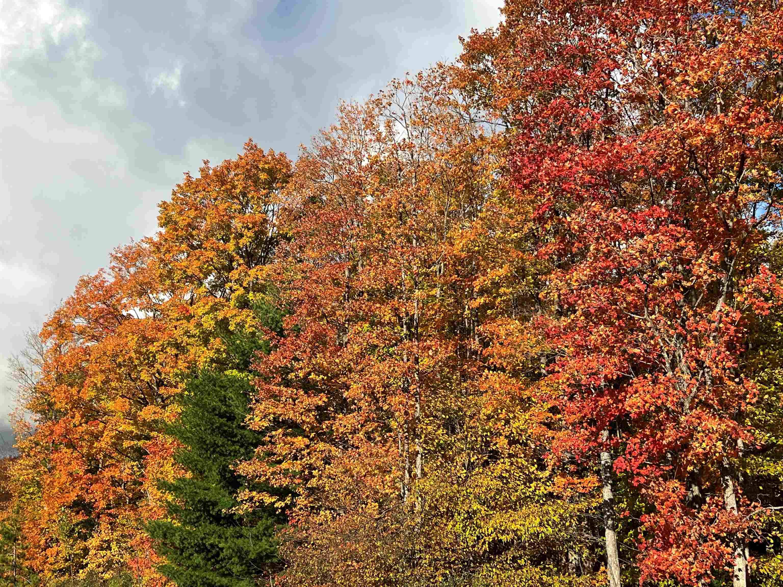 Boyne City, MI 49712,TBD Old Horton Bay RD