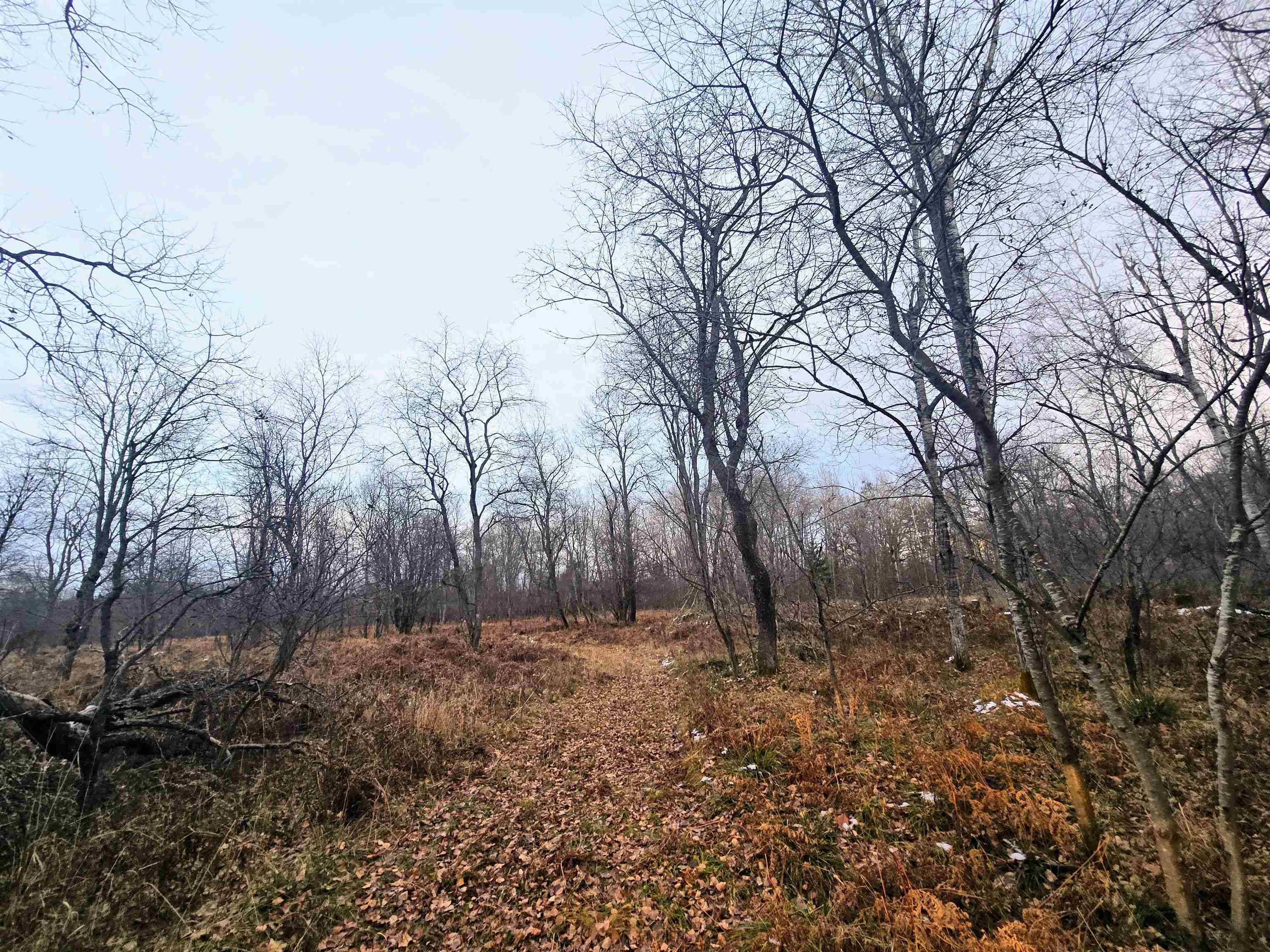 Fife Lake, MI 49633,11570 Behlke RD