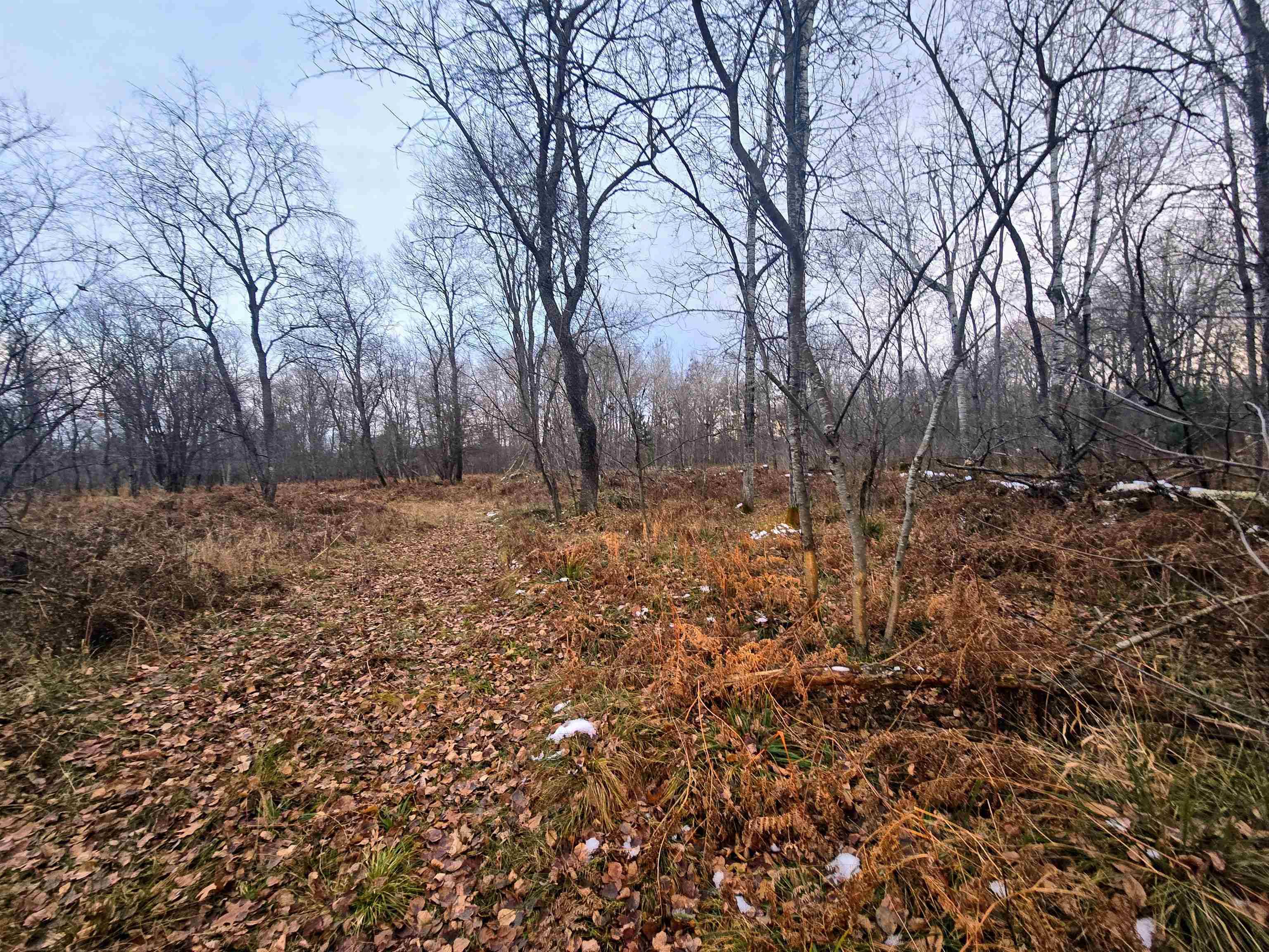 Fife Lake, MI 49633,11570 Behlke RD