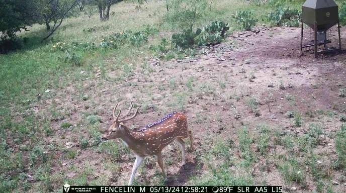 Melvin, TX 76858,371 Axis Court