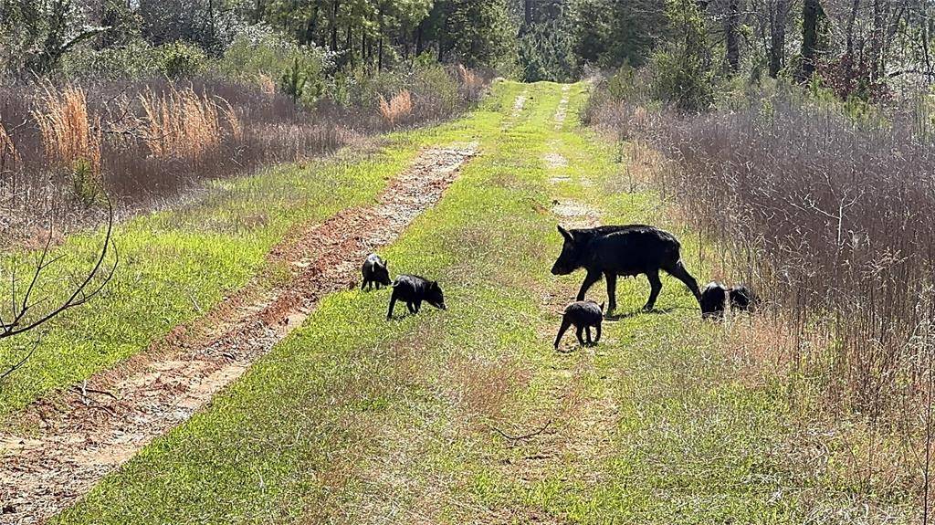 Marshall, TX 75672,TBD East Hwy 59