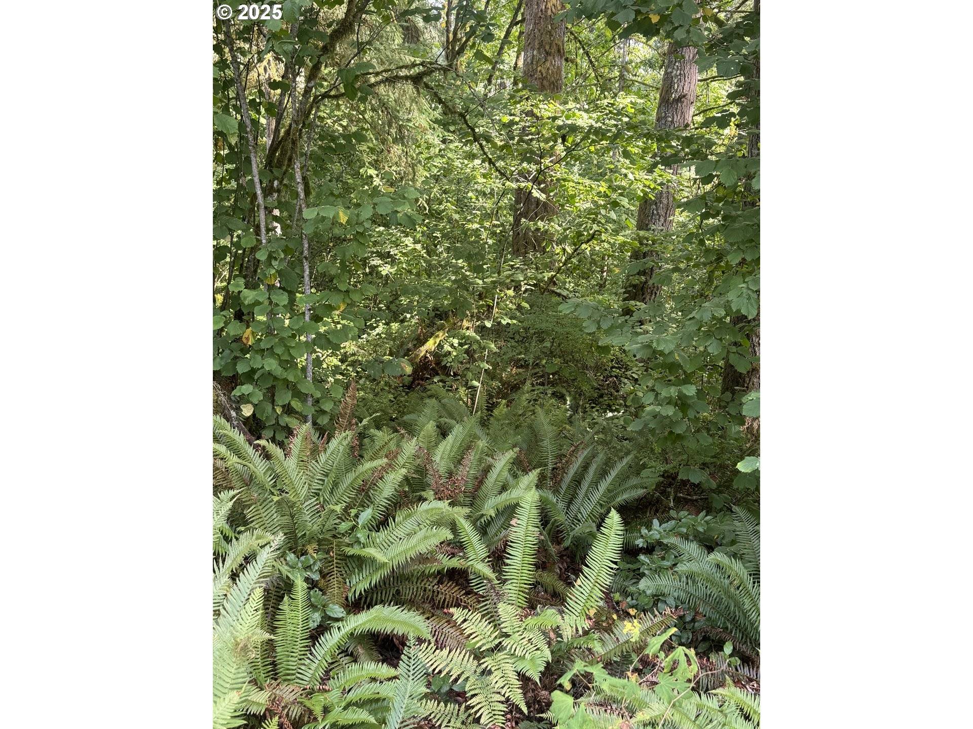 La Center, WA 98629,339th ST