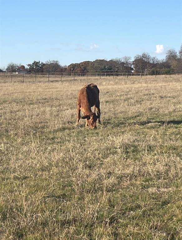 Anna, TX 75409,11321 Wild Rose Lane