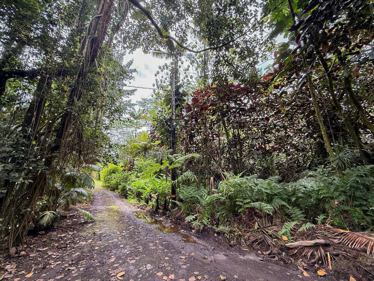 Pahoa, HI 96778,JAPANESE CAMP RD