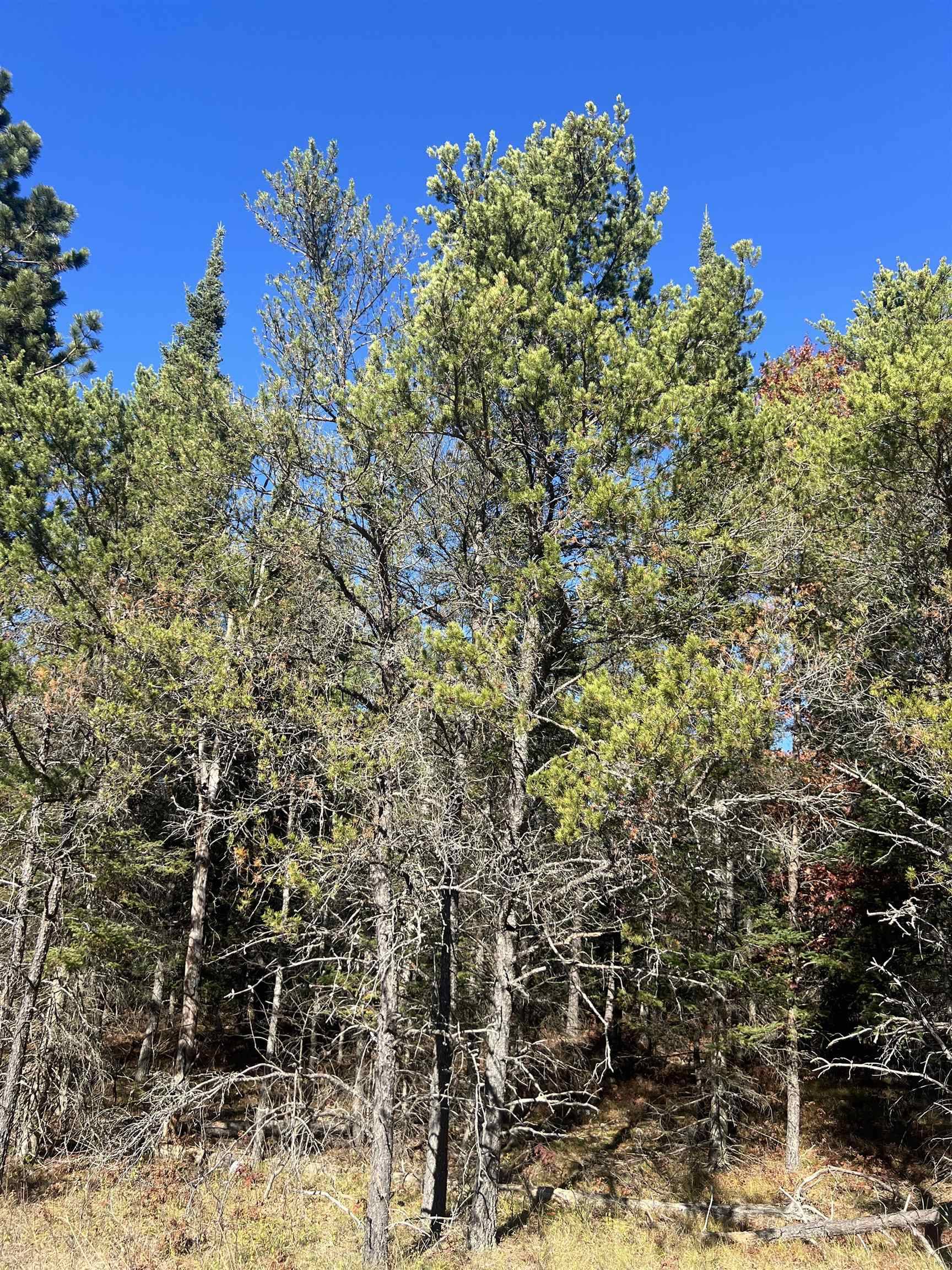 Grayling, MI 49738,00 E North Down River RD