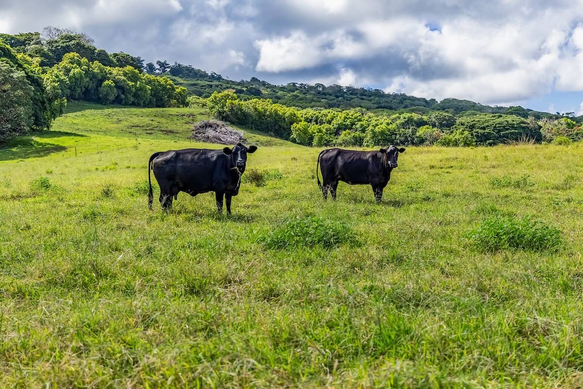 Hana, HI 96713,HANA HWY