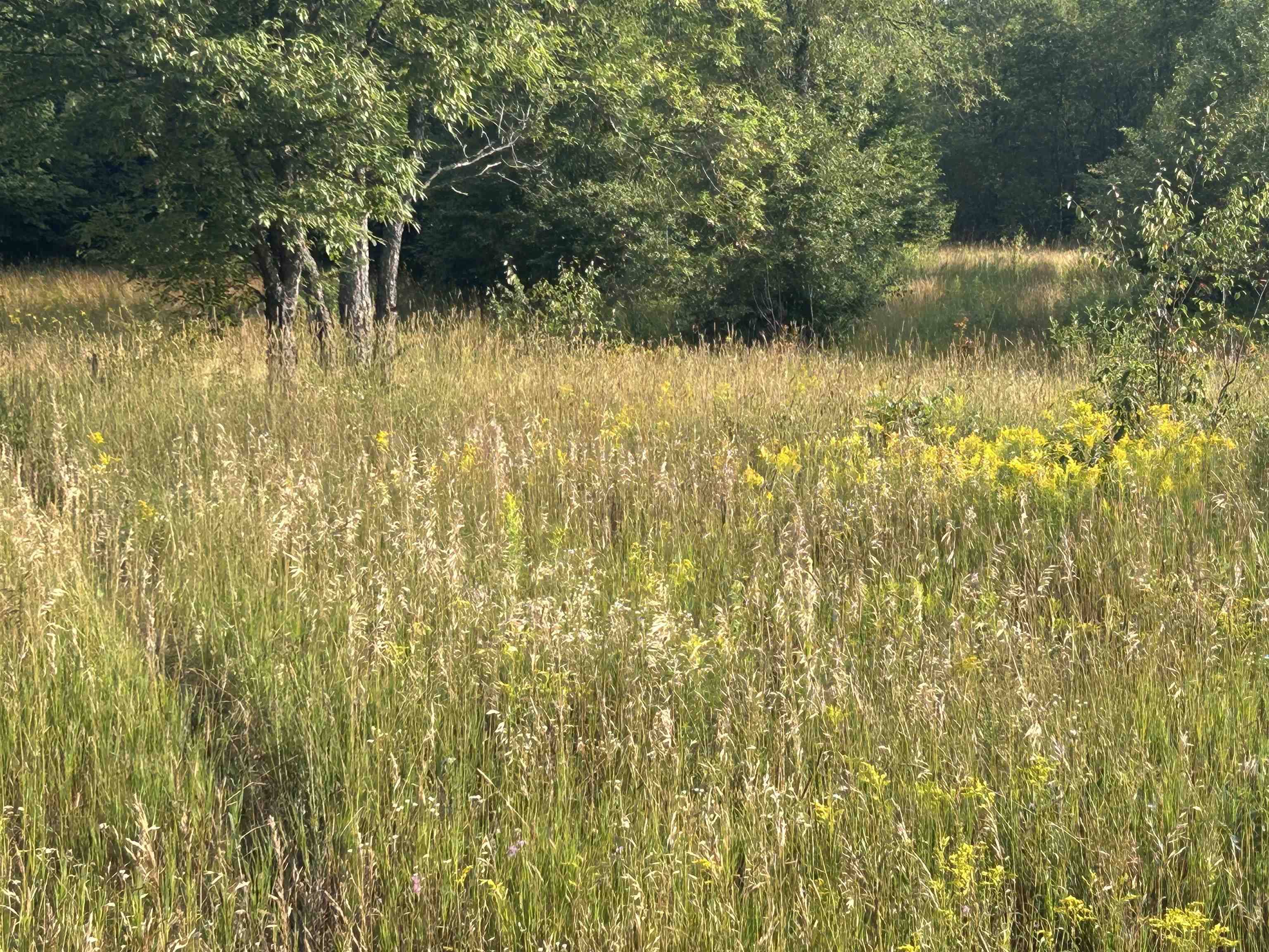 Mancelona, MI 49659,7613 NE Covert RD