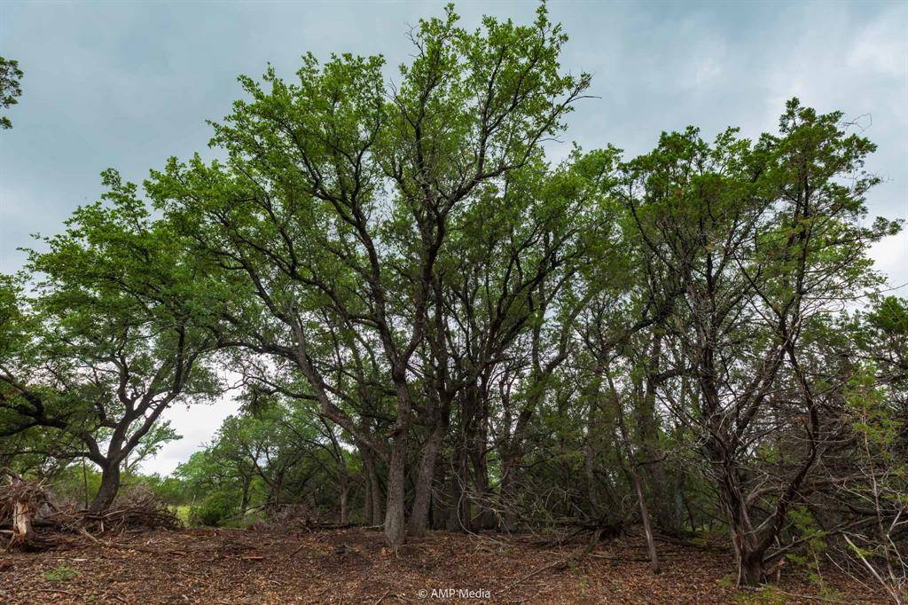 Tuscola, TX 79562,8219 Fm 89