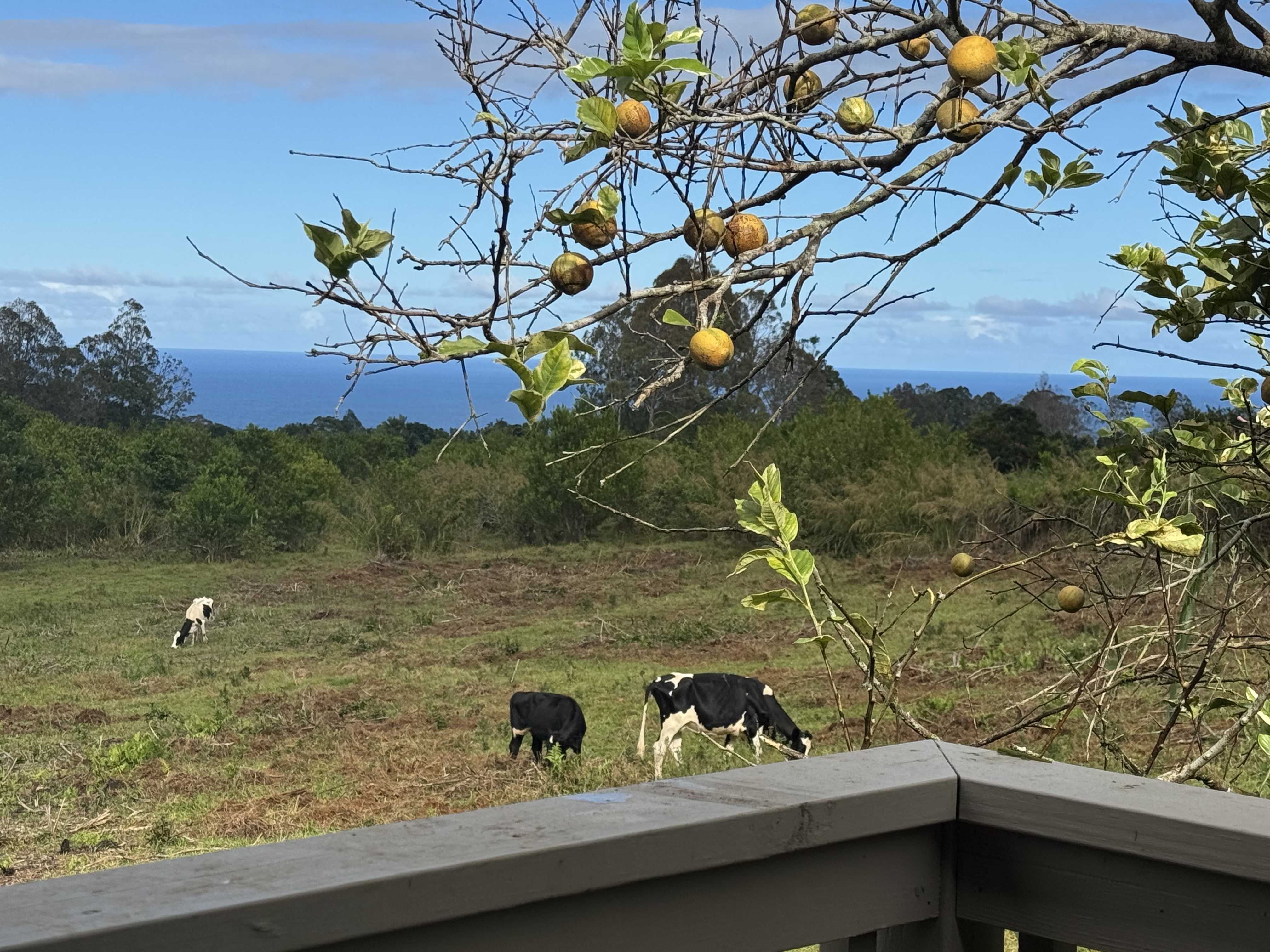 Pepeekeo, HI 96783,28-646 KAUPAKUEA HOMESTEAD RD