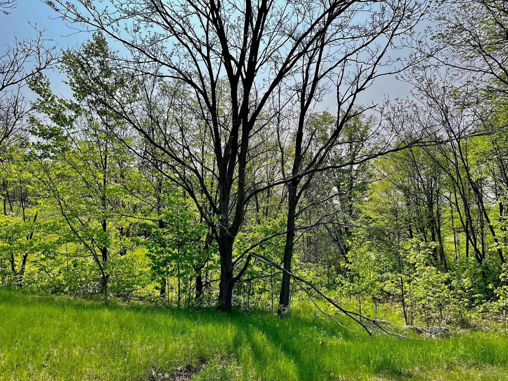 Bellaire, MI 49615,Units 162 & 163 Spyglass Hill CT