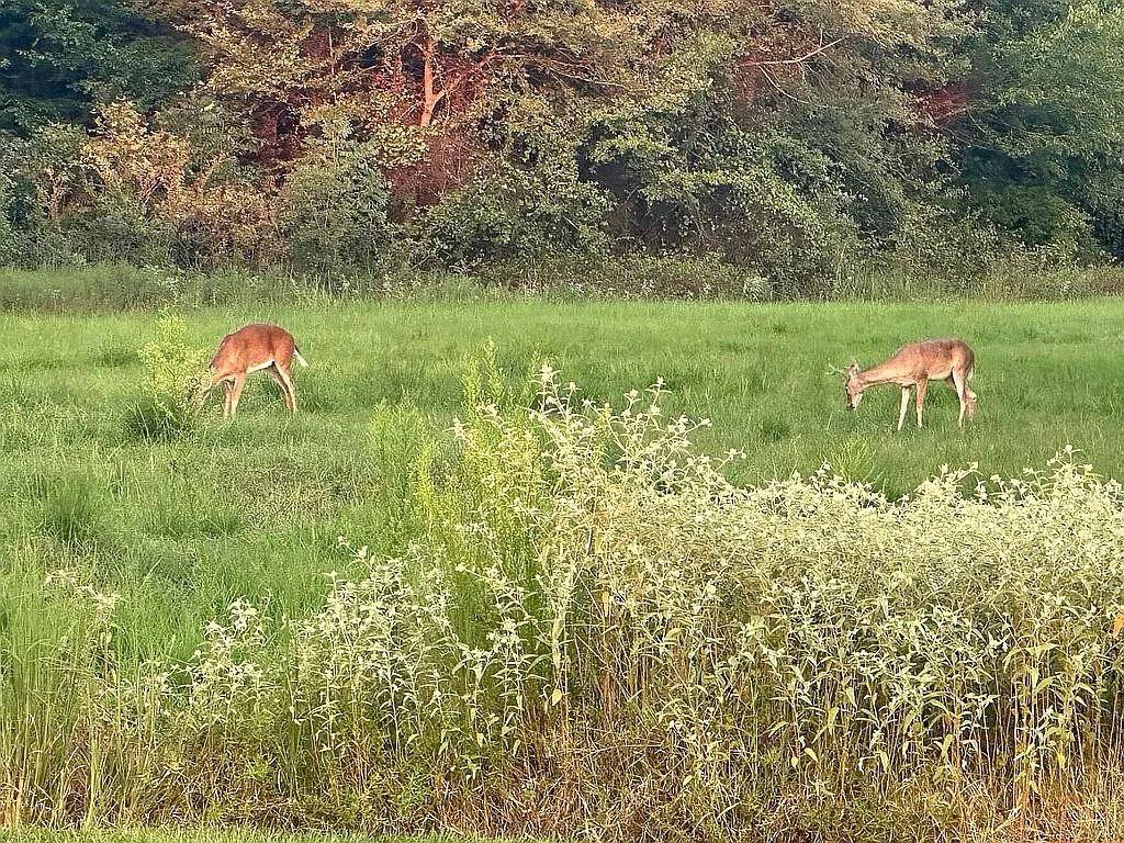 Canton, TX 75103,454 Vz County Road 2206