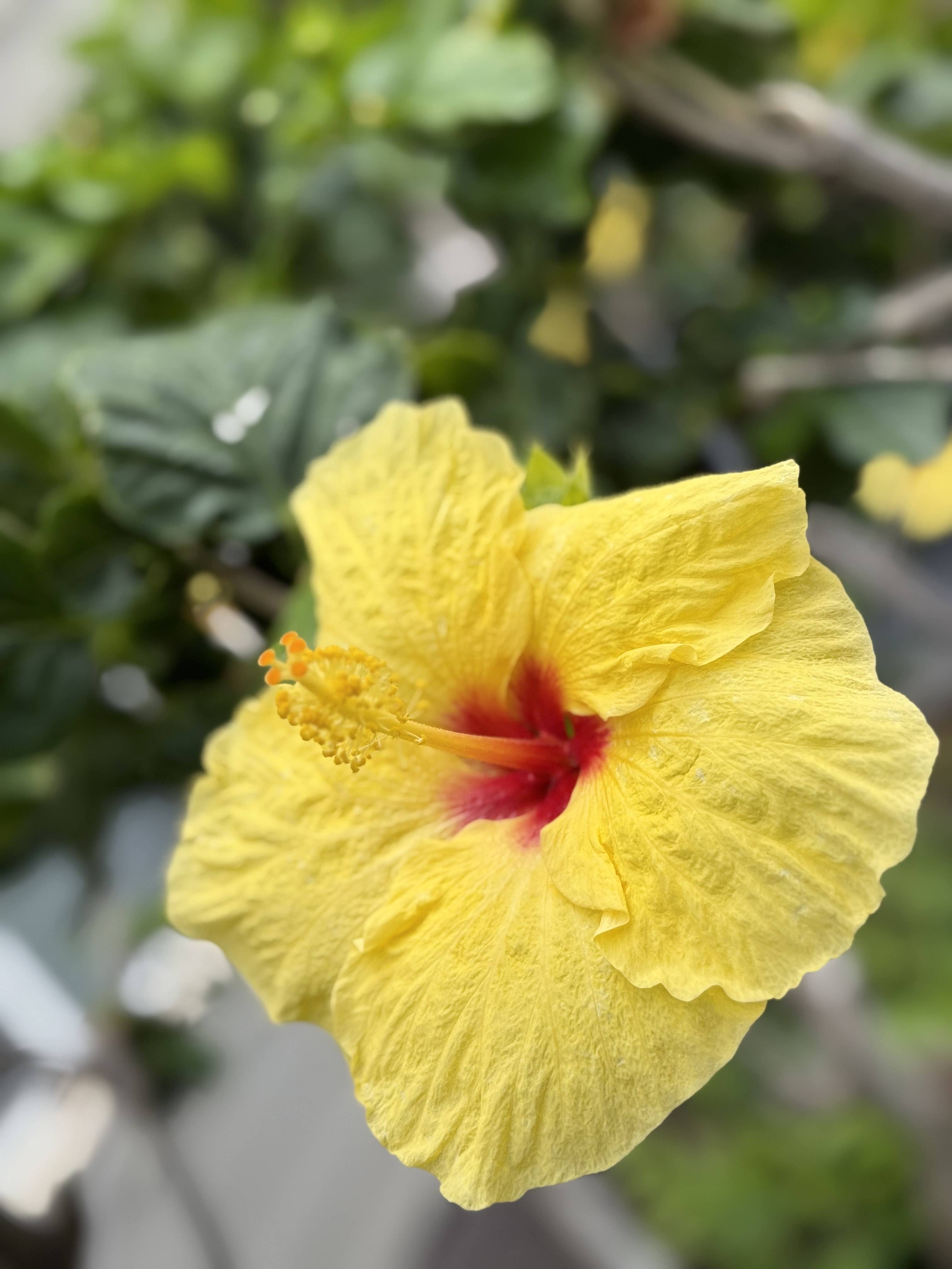 Waikoloa, HI 96738,68-180 WAIKOLOA BEACH DR #P4