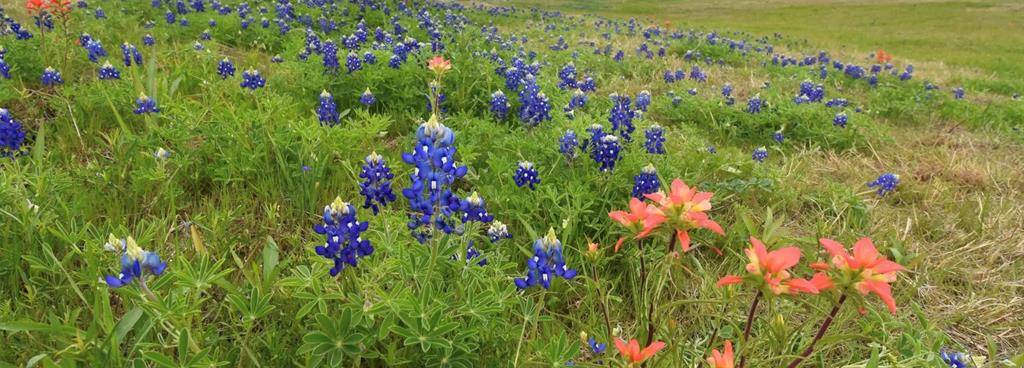 Grandview, TX 76050,9840 Terry Meadows Lane