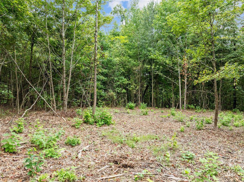 Gilmer, TX 75644,00 Mistletoe Road