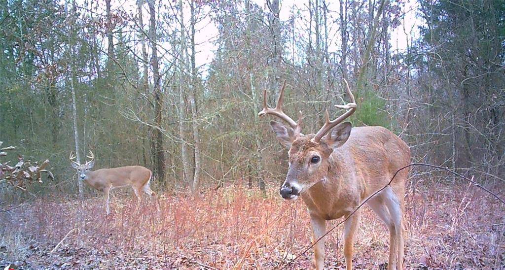 Gilmer, TX 75644,00 Mistletoe Road