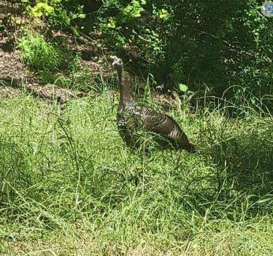 Italy, TX 76651,1120 Dallas Street