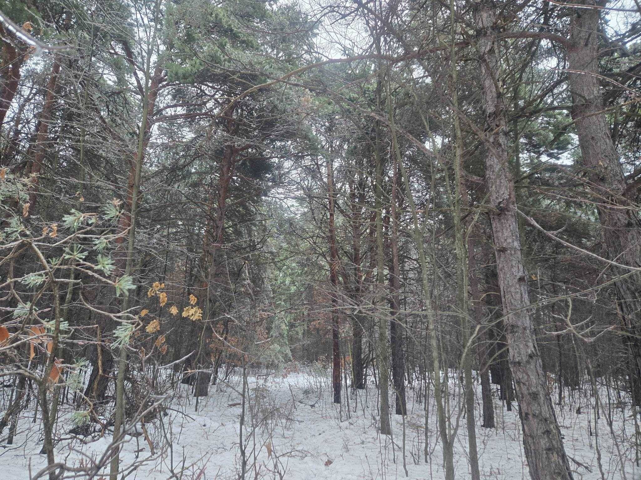 Lake City, MI 49651,00 Dickerson RD