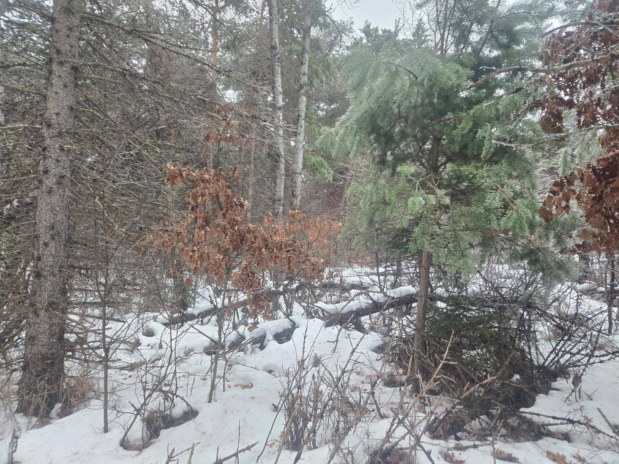 Lake City, MI 49651,00 Dickerson RD