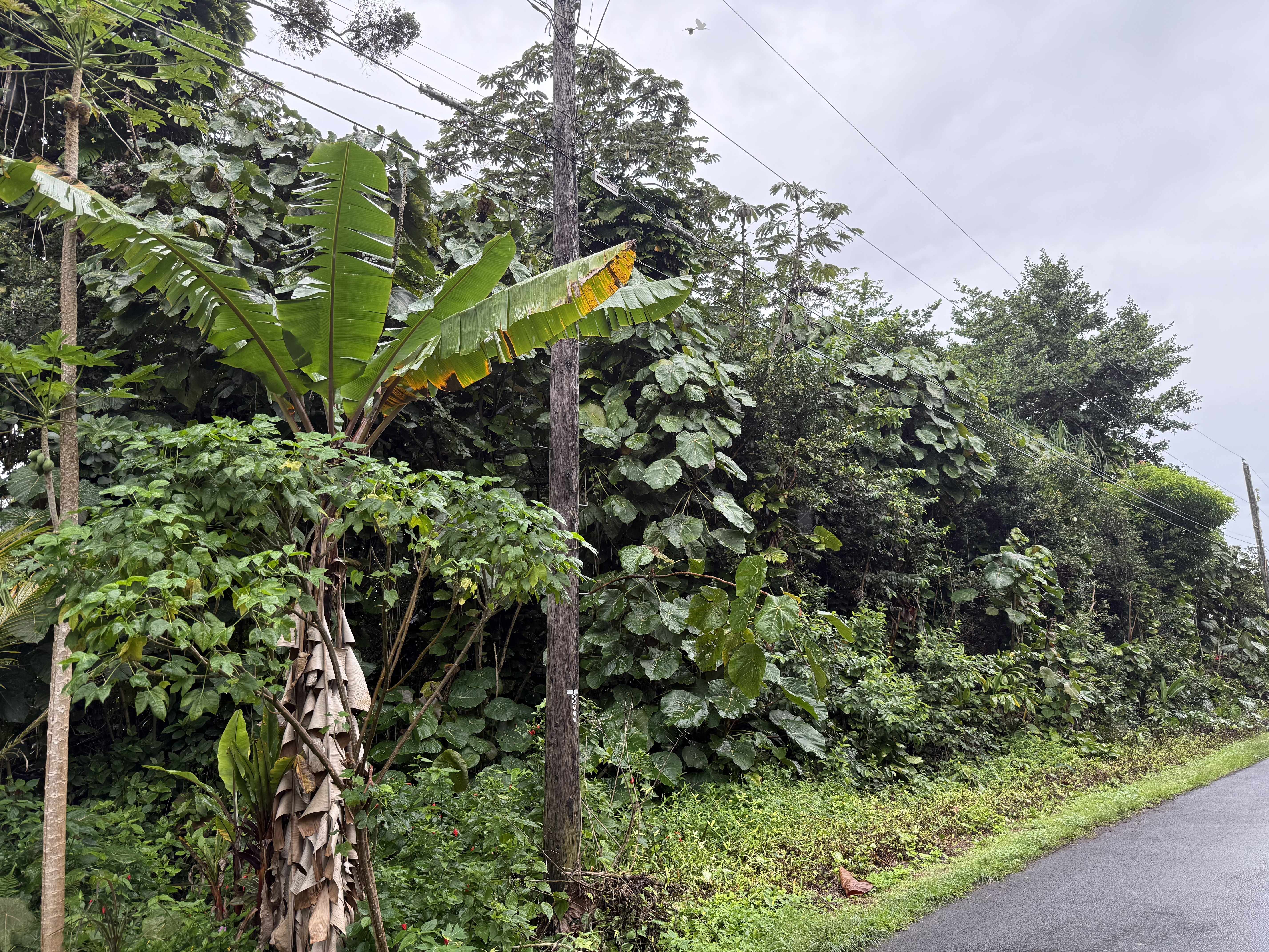 Pahoa, HI 96778,OPIHI ST