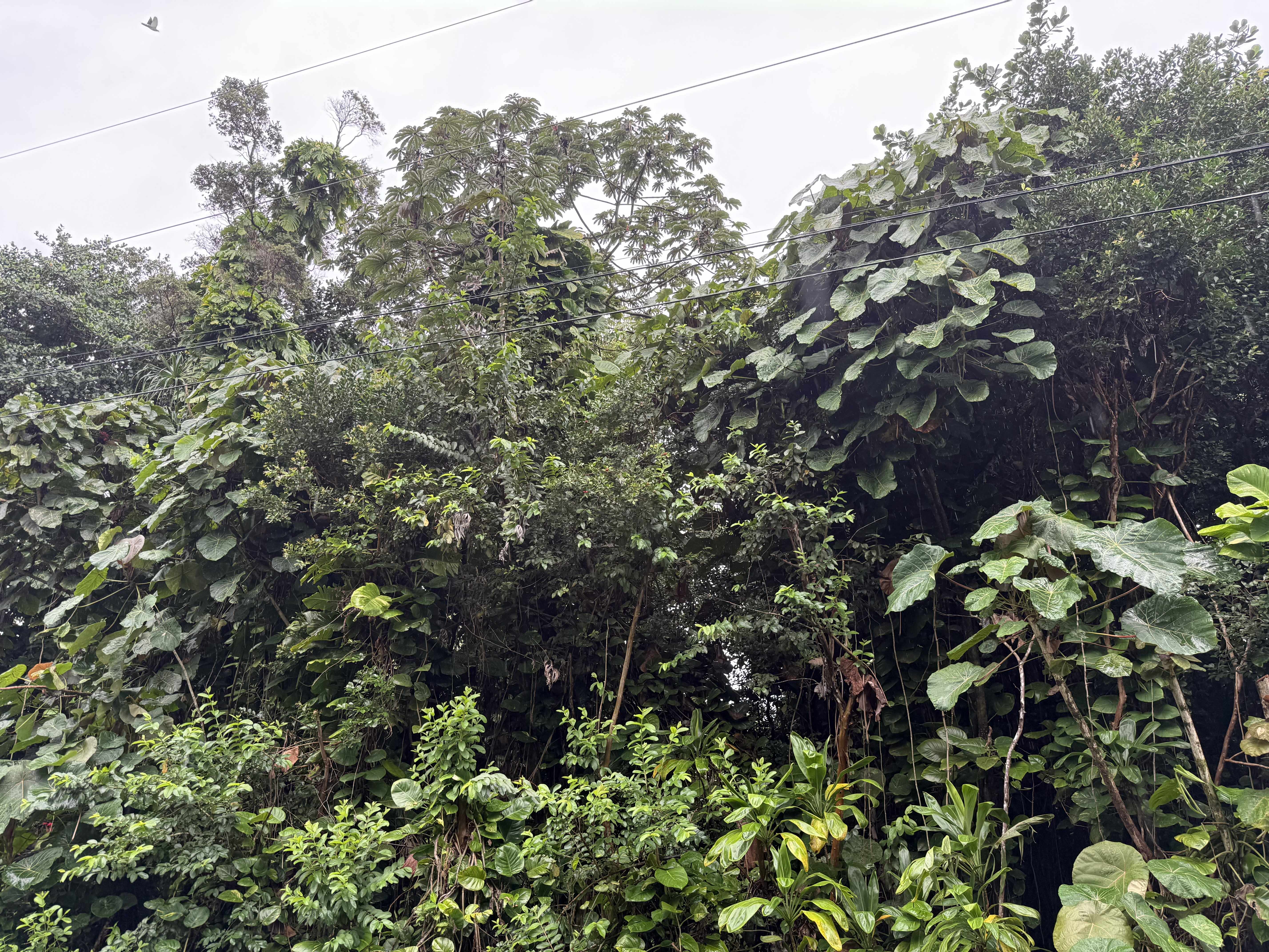 Pahoa, HI 96778,OPIHI ST