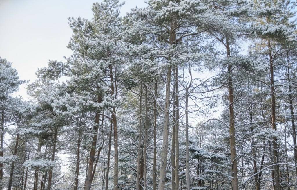 Buckley, MI 49620,Parcel N 2 1/2 RD