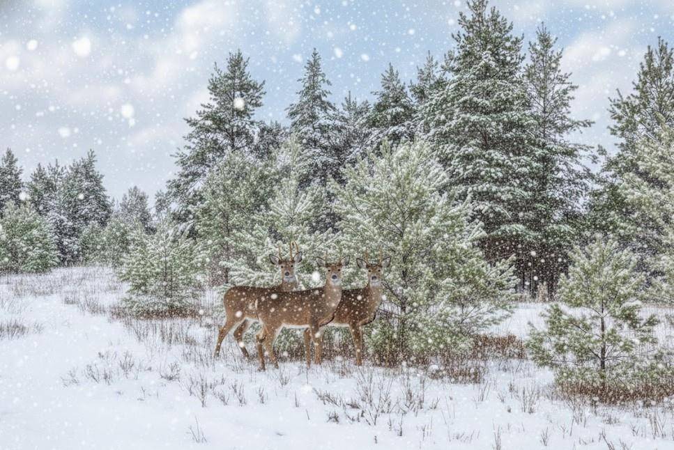 Buckley, MI 49620,Parcel F N 2 1/2 RD