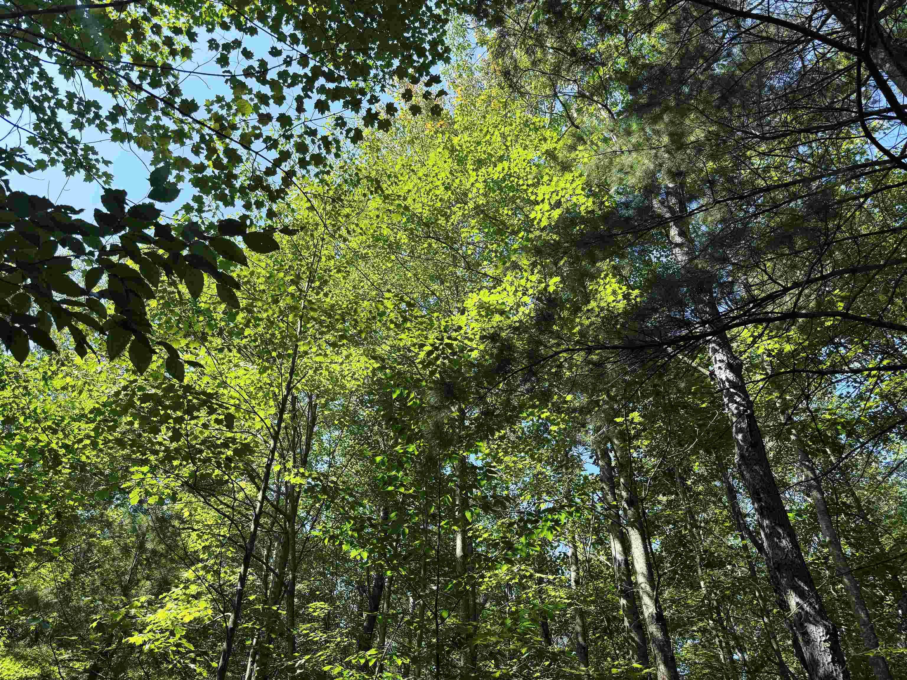 Mancelona, MI 49659,11755 NE Eagle LN