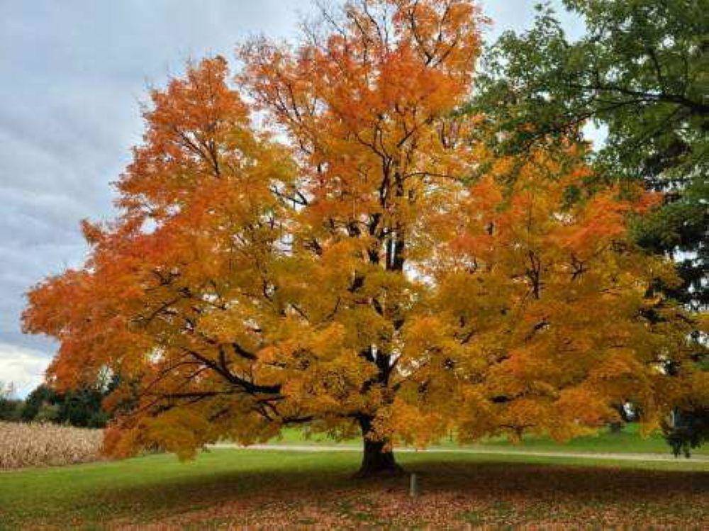 Breckenridge, MI 48615,9822 N Wisner RD