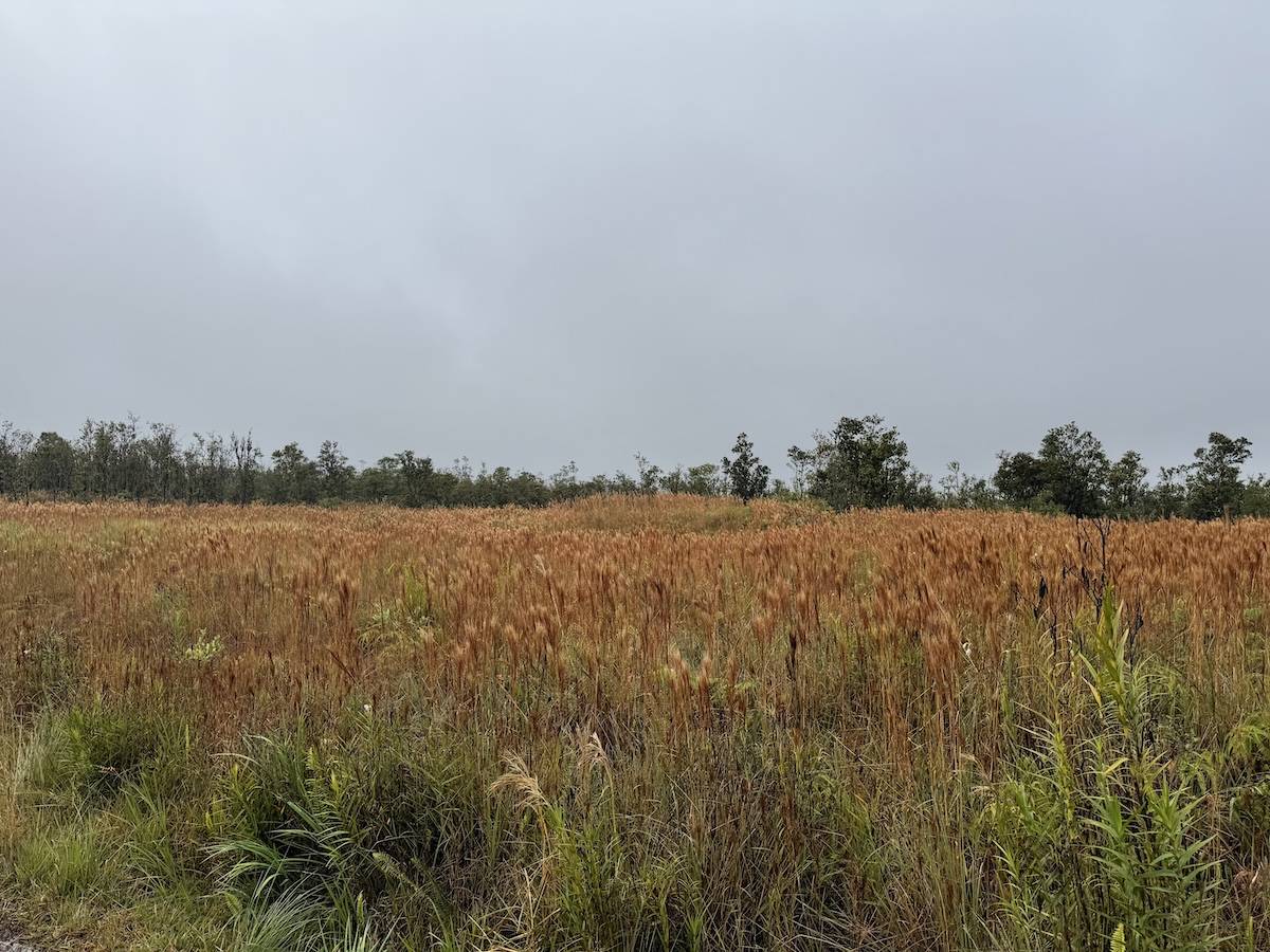Volcano, HI 96785,OHIALANI RD