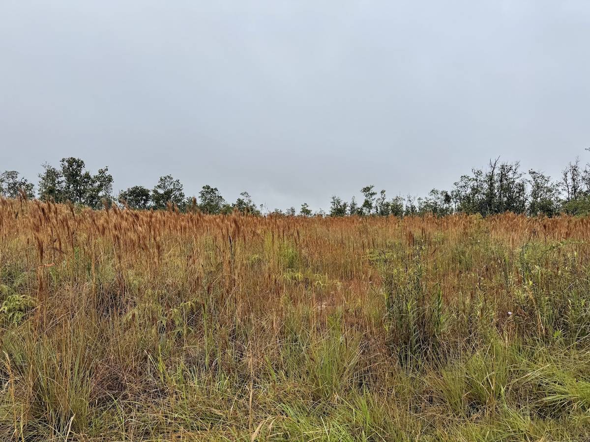 Volcano, HI 96785,OHIALANI RD